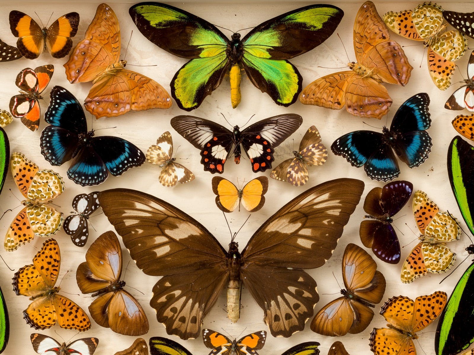 The Butterfly Man of Kuranda: The Dodd Collection